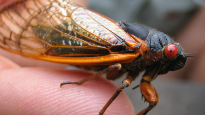 cicadas invasion us east coast 2013
