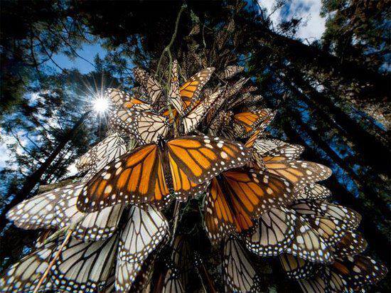 monarch butterfly, monarch butterfly migration, monarch butterflies sanctuary, monarch butterflies remember mountain 
