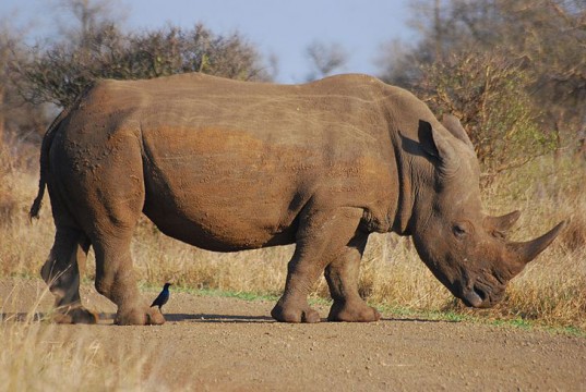 last mozambique rhino killed by poachers, rhino, mozambique rhino, african rhino, mozambique rhino extermination, mozambique rhino poacher, poachers kill the last mozambique rhino, wonderful rhino exterminated in africa, rhino extermination in africa, aphrodisiac properties of rhino horn, rhino hoern high market value in Asia, why do we kill rhino?, Why are rhino killed? protect rhino, rhino protection in Africa, Asia asks for rhino horns, rhino horns poacher, virtue of rhino horns, A rhino without horns in Mozambique, Mozambique Rhinos poaching, poach, poachers, Rhinoceros dehorning with chainsaw, Rhinoceros dehorning, rhino horn confiscated at boarder, rhino horn import, rhino horn import asia, environemental disaster, nature conservation, rhino horn medical virtue, Last rhinos in Mozambique killed by poachers, rhino war, ivory war, protect rhinos 