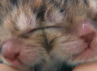 Rare two-faced kitten born in Amity, OR