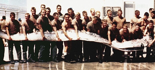 giant oarfish found in 1996 on the beach in California, oarfish, oarfish video, first oarfish video, oarfish photo, aorfish picture, sea serpent, mysterious oarfish, weird oarfish, giant oarfish caught on video, oarfish,  oarfish video, oarfish deeo sea monster, sea serpent, oarfish sea serpent, Giant oarfish bermuda beach 1860 giant oarfish caught on video,