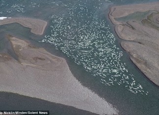 beluga nunavut, beluga gathering nunavut, beluga migration hudson bay, beluga migration canada