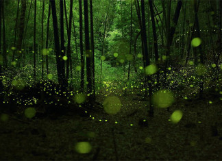 fireflies pictures, haunting firefly picture, pictures of fireflies, Eerie pictures of fireflies in the Forests of Nagoya, Look at these magical and eerie long exposure pictures of fireflies in the forests of Nagoya City Japan. As if the trees were full of fairies or yellow orbs, fireflies pictures, haunting firefly picture, pictures of fireflies