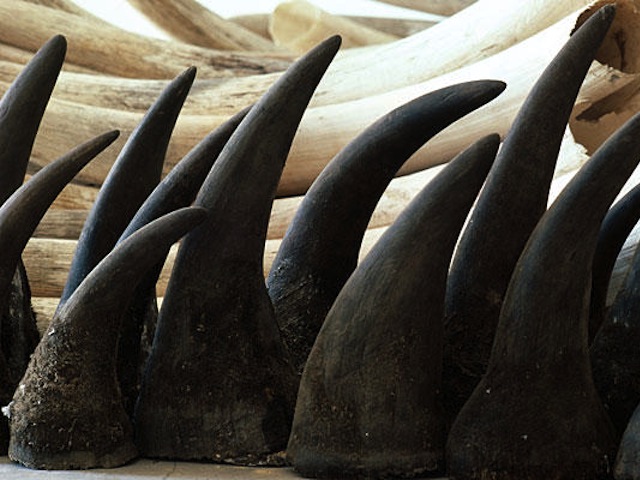 rhino horn confiscated at boarder, rhino horn import, rhino horn import asia
