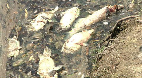 Dead Fish Seen in Lake Texoma texas june 2013