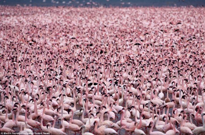 millions of flamingos gather at lake bogoria in Kenya, flamingos feed at lake brogoria in kenya