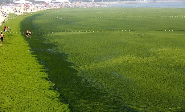 green Algae bloom covers beach in Qingdao, china, july 2013, green beaches china, green algae bloom china, july 2013 algae bloom china, yellow sea green algae bloom pictures