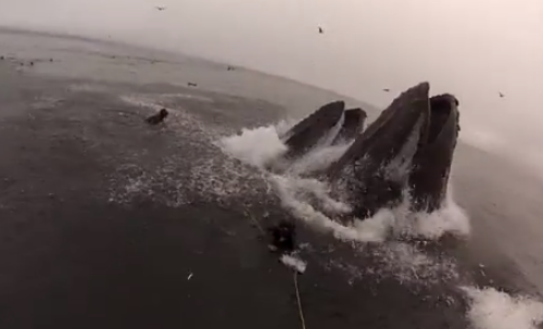 whale meal: whale almost eat two divers in California. whale accident, whale meal, whale sighting, whale video, humpback whale almost eat divers in california july 2013