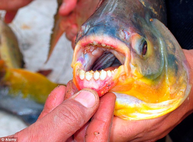 the pacu fish eats man testicules