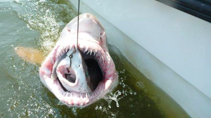 best shark photo: a sand tiger shark eats a dogfish, best shark photo, shark photo, shark, shark eats another shark, life goes by, cruel world, sharkimage, amazing shark image, incredible fish picture: a shark eating another shark