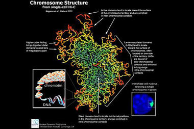 first 3d model of X chromosome: the X chromosome is not x-shaped, X chromosome shape, X chromosome 3d shape, first 3d model of X chromosome, X chromosome form, how does X chromosome lokk like, what is the form of X chromosome, form of X chromosome, X chromosome is not x-shaped, 3d model shows that X chromosome isn't x-shaped, what is the form of the X chromosome, is X chromosome really x-shaped?, real form of X chromosome