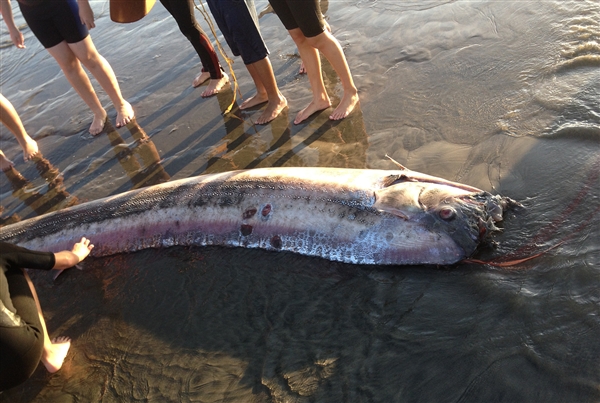 13.5-foot oarfish washes up in southern california october 18 2013, A 13.5 foot oarfish was found along the coast in Oceanside - October 18 2013