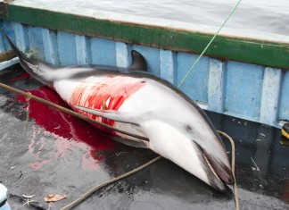 Dolphins killed in Peru for shark baits