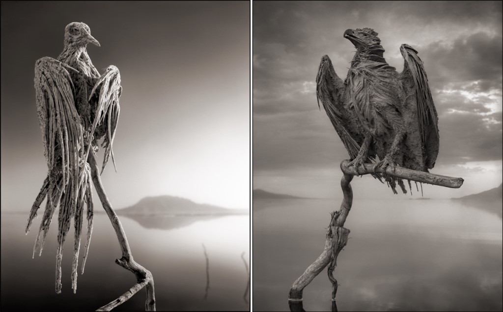 Calcified dove (left) and sea eagle (right) at lake natron tanzania by Nick Brandt, calcified birds at lake natron tanzania by Nick Brandt, Nick Brandt photo, Nick Brandt calcified animals, Nick Brandt calcified animals lake Natron, Nick Brandt calcified animals lake Natron tanzania, ACROSS THE RAVAGED LAND, nick brandt ACROSS THE RAVAGED LAND, nick brandt photo