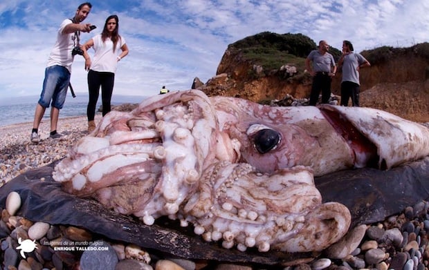 mysterious squid, deep sea creature, terrifying sea creature, sea monster, deep sea animal, giant squid discovered on Spanish beach