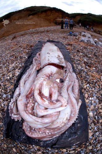 giant sqid discovered in spain, mysterious giant squid spain october 2013, giant squid spain october 2013, squid washes up on spain beach, giant squid body discovered on spanish beach october 2013, beachgoers discover mysterious giant squid in  Cantabria,   Cantabria giant squid body, spain Cantabria giant squid body,  spain giant squid body, Giant sqid discovered in spain. Photo: Enrique Talledo, Watch into the eye of this mysterious giant skid discovered by beachgoers in Spain. Photo: Enrique Talledo