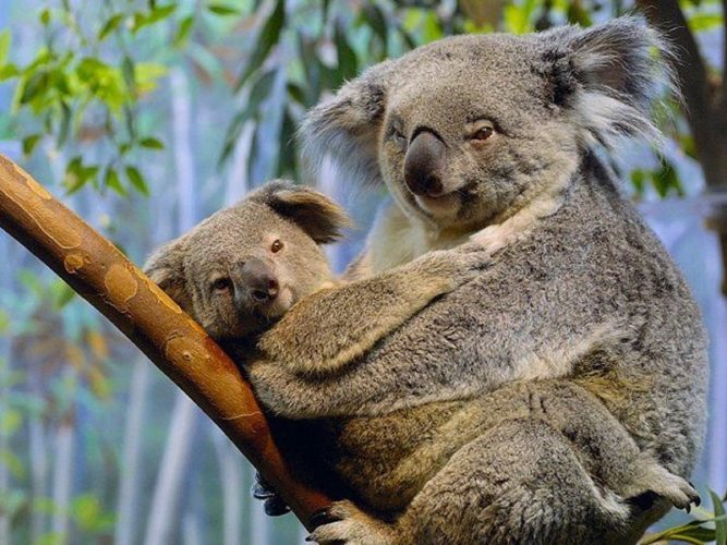 koala, koala mating, koala sex, koala sex sound, koala mating cry, koala mating sound, koala photo, koala picture, koala strange sounds, koala sound research