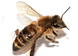 'Zombie' Bees, 'Zombie' Bees usa, 'Zombie' Bees northeast usa, 'Zombie' Bees 2014, 'Zombie' Bees january 2014, 'Zombie' Bees, waht are 'Zombie' Bees, which parasite attacks bees?, what causes 'Zombie' Bees, are 'Zombie' Bees dangerous?, strange bee behavior: zombie bees, zombie bees found in northeast of usa january 2014, 'Zombie' Bees spread in usa, us 'Zombie' Bees 2014, 'Zombie' Bees in the usa 2014, 'Zombie' Bees northeast january 2014