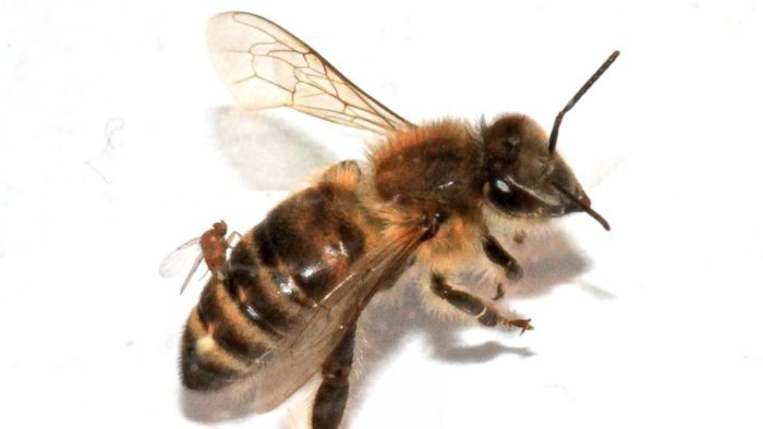 'Zombie' Bees, 'Zombie' Bees usa, 'Zombie' Bees northeast usa, 'Zombie' Bees 2014, 'Zombie' Bees january 2014, 'Zombie' Bees, waht are 'Zombie' Bees, which parasite attacks bees?, what causes 'Zombie' Bees, are 'Zombie' Bees dangerous?, strange bee behavior: zombie bees, zombie bees found in northeast of usa january 2014, 'Zombie' Bees spread in usa, us 'Zombie' Bees 2014, 'Zombie' Bees in the usa 2014, 'Zombie' Bees northeast january 2014