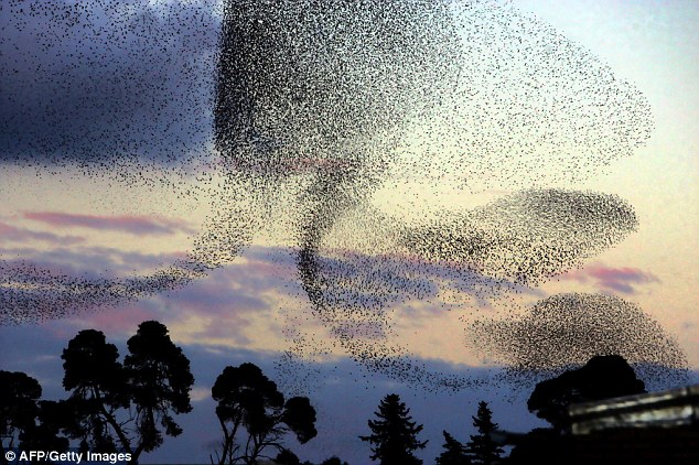 bird swarm, bird swarm photo, reading signs before a quake, bird movement as warning sign for impendent natural disaster, natural disaster warning signs: bird swarm, birds monitoring used as warning signs for natural disaster, warning sign earthquakes, warning signs volcanic eruption, warning sign natural disaster, Astronauts plan to install tracker on International Space Station to monitor mass migrations that could give warning of natural disasters, Astronauts plan to install tracker on International Space Station to monitor mass migrations that could give warning of natural disasters
