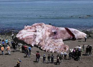 giant radioactive fukushima squid, giant radioactive fukushima squid hoax, giant radioactive fukushima squid picture, giant radioactive fukushima squid video
