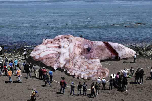 giant radioactive fukushima squid, giant radioactive fukushima squid hoax, giant radioactive fukushima squid picture, giant radioactive fukushima squid video