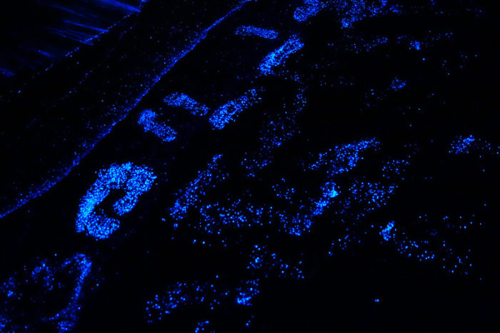 plankton bioluminescence 2014, plankton bioluminescence Maldives 2014, maldives beach blue color bioluminescence 2014
