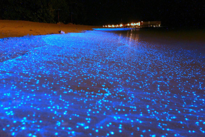mysterious plankton behavior: bioluminescence, plankton tranforms ocean into eerie neon blue glowing light, plankton, bioluminescence, plankton bioluminescence 2014, maldives plankton bioluminescence in Maldives - January 2014, Bioluminescent Phytoplankton, plankton bioluminescence, plankton bioluminescence in Maldives - January 2014