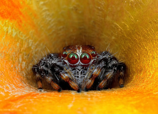 spider, best spider photo, amazing spider photo, spider photo, spider photo malaysia, spider photo by Jimmy Kong