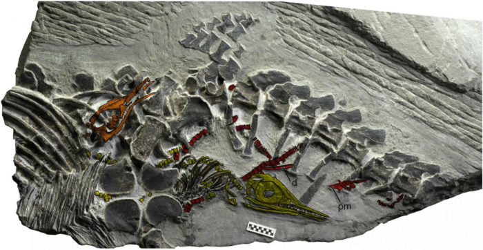 Ichthyosaur fossil discovery february 2014, february 2014 fossil dinosaur discovery, dinosaur discovery february 2014, Ichthyosaur fossil discovery february 2014, Ichthyosaur fossil discovery 2014, Ichthyosaur fossil live birth discovery - February 2014