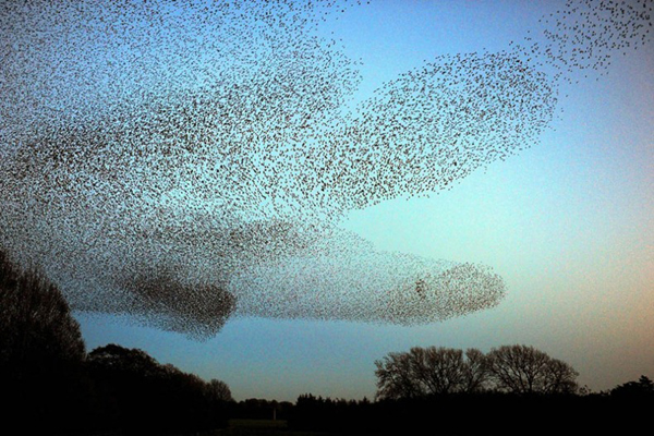 starlings flocks, starling invasion, starling murmuration, alien invasion? No this strange phenomenon is called murmuration (hundreds of starlings flying together). Photo: IBTimes