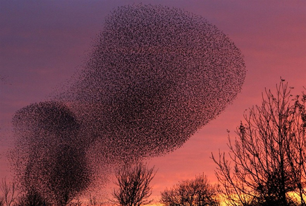 flying birds, flying birds photo, photo of flying birds, swarm of birds flying together, A flock of flying starlings is called a murmuration. Photo: IBTimes