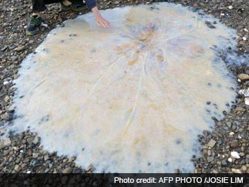 A 1.5-metre (4ft 11ins) new species of giant jellyfish that washed up on a beach near Hobart near Tasmania on February 6 2014, mystery jellyfish strands in Australia, australia sea monster 2014, sea monster 2014, sea monster australia 2014, sea monster: mysterious jellyfish washes ashore in Australia february 2014, giant jellyfish found in australia - february 2014