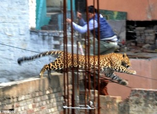 leopard, leopard photo, leopard video, wild leopard terrifies Indian town february 2014, february leopard India video and photo, leopard in India, leopard photo, leopard attack in India - February 2014