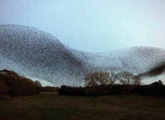 flying birds, flying starlings, flying birds photo, flying starlings photo, flying birds video, video of murmuration, murmuration video, strange nature phenomenon: murmuration, murmuration is a strange phenomenon when starlings fly together and flock together,murmuration is when hundreds of starlings flock together and fly together. Photo: IBTimes, murmuration,