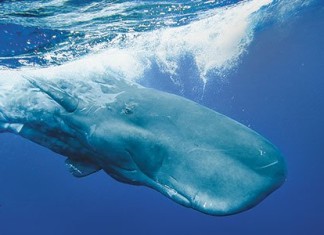 sperm whale, sperm whale sounds, whale sounds, whale calls, whale, The Sperm Whale's Deadly Call whale sounds, sperm whale sounds video, video of sperm whale sounds, strange sounds of whales video, video of whale sound, whale sound video, behavior of whales, sperm whale behavior, sperm whale sounds records, records of sperm whale sounds, animal tone: sperm whale sounds, recording of sperm whale tone