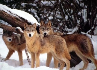 wolves, wolves photo, wolves photo yellowstone, Wolves in Yellowstone National Park. Photo: Daily Galaxy, how wolves changed rivers, how wolves changed rivers video, how wolves changed rivers in Yellowstone, yellowstone wolves changed Yellowstone's geography and rivers video
