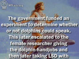 Dolphins talk have sex and LSD with human, The US government funded research in 1965 to see if dolphins could speak. This later escalated to the female researcher giving the dolphin hand jobs and then later taking LSD with the dolphin., talking dolphin, wtf facts, Dolphins talk have sex and LSD with human, strange facts, weird facts, dolphin lsd, dolphin handjobs, dolphin research, dolphin human communication, dolphin research communication, Dolphins talk, take LSD and get handjobs from US scientists, Can Dolphins Talk? A 1965 Experiment Ended Giving the Dolphin Hand Jobs and LSD