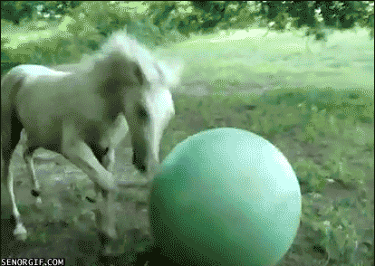 funny horse gif, horse gif, horse gif fail, horse gif fail ball, horse plays with ball gif, The horse is probably playing like crazy again!