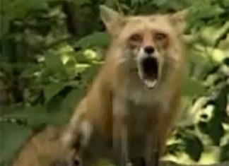 fox sound, fox scream, fox cry, red fox scream, red fox sounds video, red fox sounds,Red fox scream and sound audios and videos