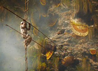 Stunning photos show the ancient tradition of honey hunting in Nepal, photo honey hunter nepal, nepal himalayan honey hunter, honey hunter himalaya image, honey hunter nepal, honey hunter, A honey hunter in Himalayan central Nepal. Photo: Andrew Newey