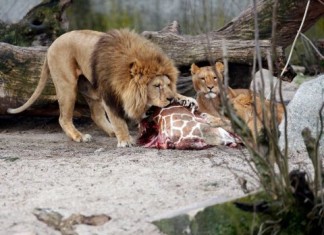 four healthy lions killed by Copenhagen zoo, Copenhagen zoo kills four lions after giraffe uproar, four lion killed copenhagen zoo march 2014, Ironic, no? Some of the lions eating Marius the giraffe have been killed by the Copenhagen Zoo, Some of the lions on this picture eating Marius the giraffe have been killed by the Copenhagen Zoo
