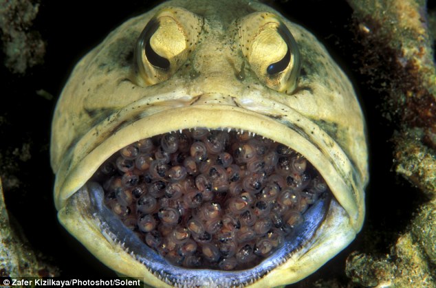 Strange Animal Behavior: The Male Jawfish Carries and Nurses 400 Eggs in  its MOUTH (VIDEO)