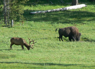 Are animals fleeing Yellowstone because of coming catastrophe?, Massive herd of elk in Montana flying Yellowstone in March 2014, new sign of earthquake: huge herd of elk flying yellowstone in March 2014, Elk and bison flying from Yellowstone prior earthquake, animal flying from Yellowstone, bison and elk flying from yellowstone march 2014, Elk and bison grazing (american buffalo) in Yellowstone Wyoming by Tim Pearse, Are animals fleeing Yellowstone because of coming catastrophe? They are probably only looking for food!