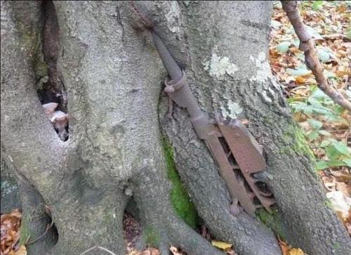 Assault gun caught in tree. Photo: Imgur, armed tree, arms in tree photo, photo of arms in tree, remnant of war photo, war in tree picture, photo of war, photo of war into tree trunks, War stuck in trees, remnants of war in trees photo, arms in trees photo, st.petersburg remnants of arms in tree photo, arms in tree trunks, remnants of war in tree trunks, arms inside tree trunks photo, War stuck in trees, remnants of war in trees, arms in trees, st.petersburg remnants of arms in tree, arms in tree trunks, remnants of war in tree trunks, arms inside tree trunks, An helmet in a tree trunk. Photo: Imgur, Grenade stuck in a tree. Photo: Imgur, the ents gif, ent gif, ents attack gif, gif featuring ents attack