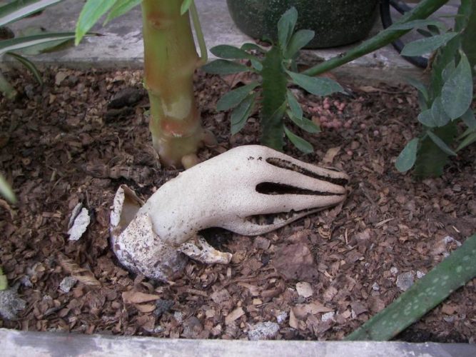Zombie mushroom, devil's fingers, demoniac vegetables: zombie finger mushroom, Zombie mushroom hand, Zombie mushroom hand aka Clathrus archeri, or “Devil’s Fingers” was found in Indonesia, devil's fingers mushroom, strange zombie mushroom, strange mushroom, this mushroom looks like a zombie hand, zombie mushroom, weird nature: zombie mushroom hand or devil's fingers, strange mushroom: zombie hand or devil's fingers, This mushroom is also called Devil's fingers. Photo: Orimath, It is as if the zombie wanted to crawl out of the ground. Creepy. Photo: Orimath