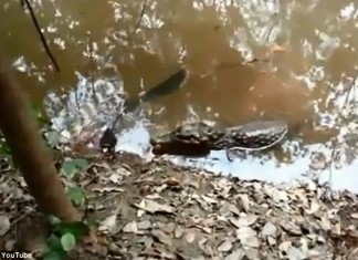 What Happens When An Alligator Bites An Electric Eel, aligator vs electric eel, aligator vs electric eel video, video of aligator vs electric eel, electric ell kills alligator video, alligator hunts for electric eel and gets killed video, alligator vs electric eel: this is what happens when an alligator attacks an electric eel. Photo: Youtube, Here's what happens when an alligator tries to eat an electric eel and gets stunned with HUNDREDS of volts of electricity, This alligator made a poor dinner choice video, video of alligator eating electric eel