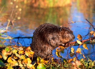 This small beaver should be partly responsible for loud booms and rumblings? WTF!?, beaver photo, beaver image, beaver dam explosion, beaver responsible for loud booms and rumblings, loud booms and rumblings, loud booms, mystery booms, mystery loud booms, beaver responsible for mystery booms,