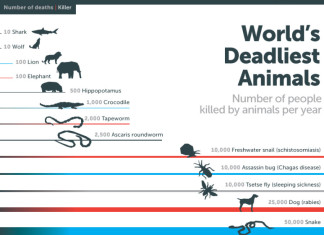 what are the deadliest animals in the world, top ten deadliest animal in the world, top 10 wolrd's deadliest animals, top ten most dangerous animal in the world, mosquitoes is the deadliest animal in the world, mosquitoes kill more than humans, the deadliest species is the world are mosquitoes, list of top ten deadliest animal in the world, world's deadliest animal, A chart of the world's deadliest animals, Mosquitoes are the wolrd's deadliest animals even before humans