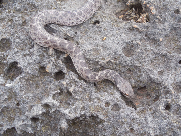 Clarion nightsnake, Rediscovery of Clarion nightsnake in Mexico on Isla Clarion, extinct species rediscovered in mexico, extinct snake species rediscovered in Mexico, nature is amazing, our amazing nature, Clarion nightsnake by Daniel Mulcahy
